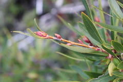 Embothrium coccineum