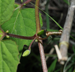 Passiflora bryonioides