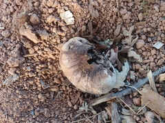 Andricus quercuscalifornicus