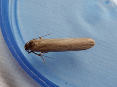 Palaeosia bicosta