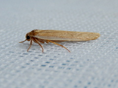 Palaeosia bicosta