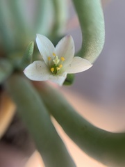 Phemeranthus napiformis