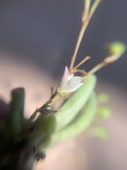 Phemeranthus napiformis