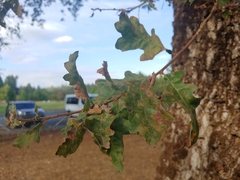 Quercus douglasii