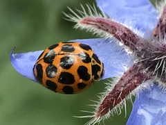 Harmonia conformis