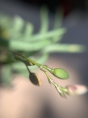 Phemeranthus napiformis