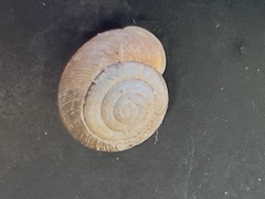 Polygyra cereolus