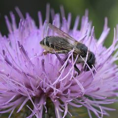 Megachile montivaga