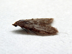 Nola pleurosema