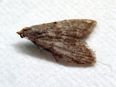 Nola pleurosema