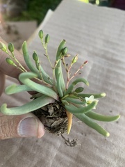 Phemeranthus napiformis