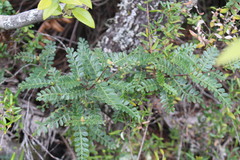 Weinmannia trichosperma