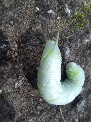 Smerinthinae