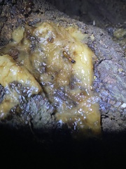 Camponotus americanus