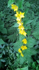 Lysimachia punctata