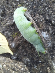 Smerinthinae