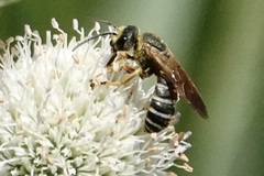 Halictus parallelus
