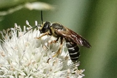 Halictus parallelus