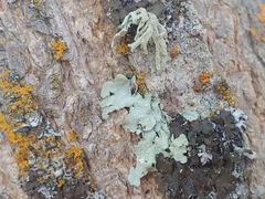 Flavopunctelia flaventior