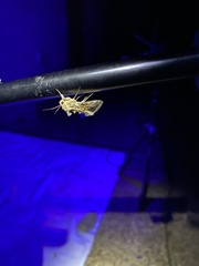 Argyrogramma verruca