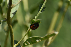 Calligrapha serpentina