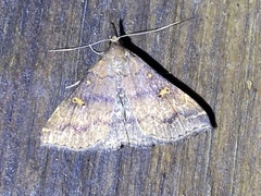 Renia factiosalis