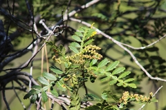 Weinmannia trichosperma