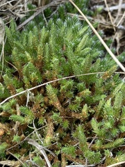 Selaginella rupestris