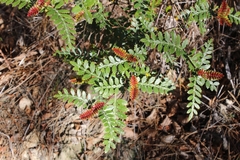 Weinmannia trichosperma
