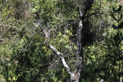 Weinmannia trichosperma