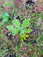 Petasites frigidus
