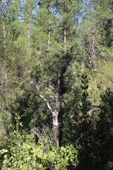 Weinmannia trichosperma