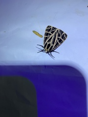 Apantesis parthenice