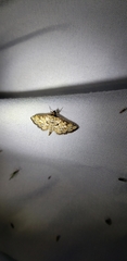 Hileithia magualis