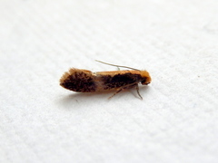 Monopis crocicapitella