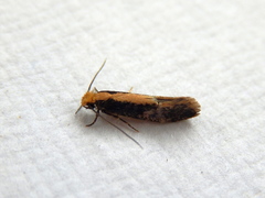 Monopis crocicapitella