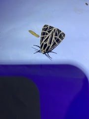 Apantesis parthenice