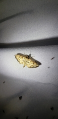 Hileithia magualis