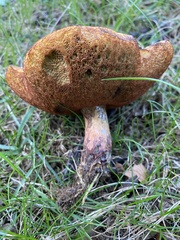Cyanoboletus pulverulentus