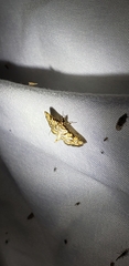 Hileithia magualis