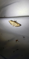 Hileithia magualis