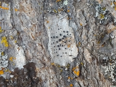 Lecanora hybocarpa