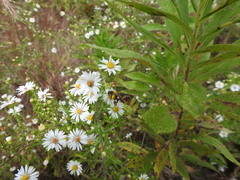 Melissodes druriellus