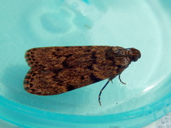 Mimaglossa nauplialis