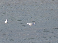 Ichthyaetus melanocephalus