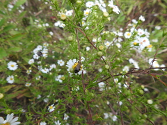 Melissodes druriellus