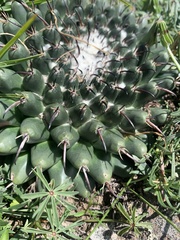 Mammillaria