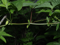 Passiflora bryonioides