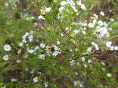 Melissodes druriellus