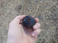 Andricus quercuscalifornicus